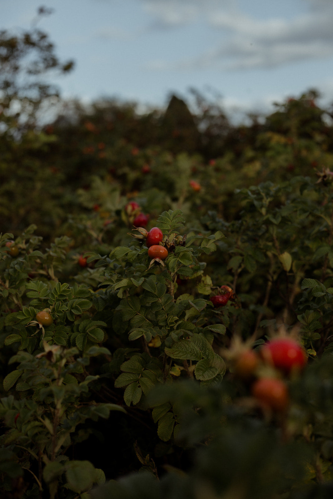 שמן גוף - Wild Path