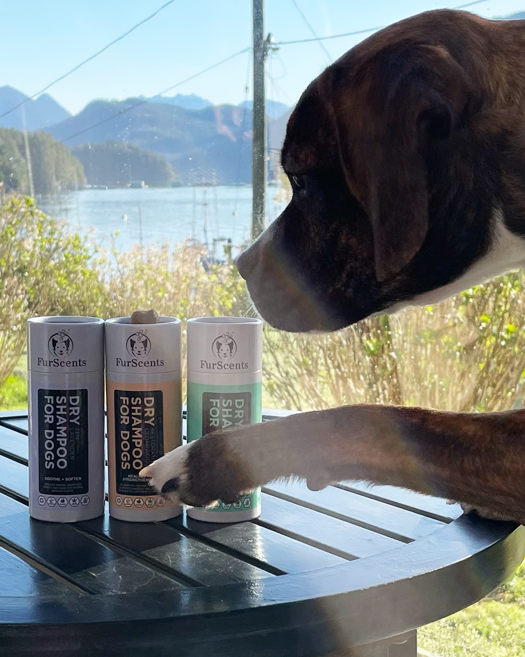 תחליף שמפו לכלבים לטיפוח קל ומהיר ,FurScents כלב מתבונן במבחר שמפו יבש לכלבים